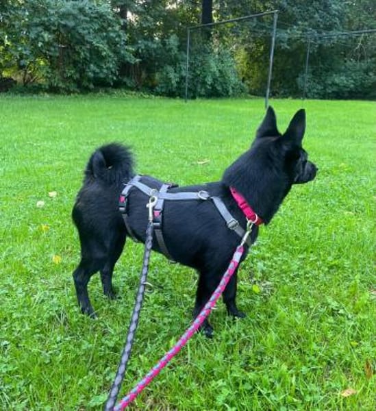 Naomi wartet auf ihrer Pflegestelle!