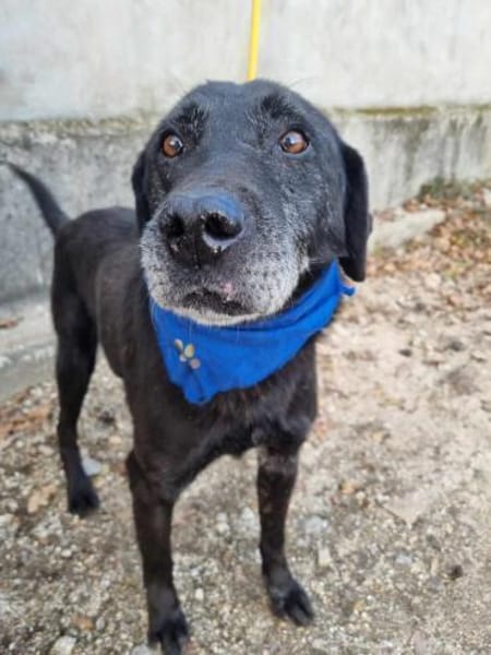 Traumhund Eric