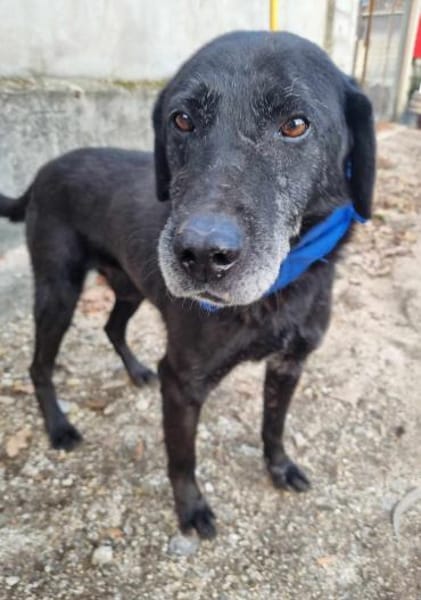 Traumhund Eric