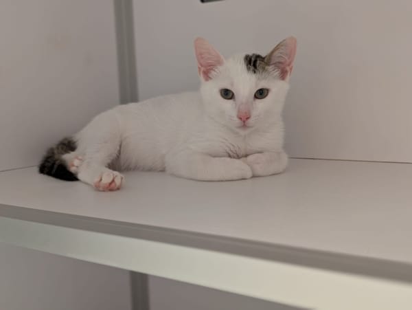 Patachou