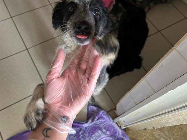 Arwen " En cours d'adoption"