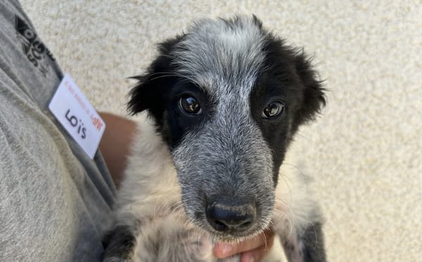 Arwen " En cours d'adoption"