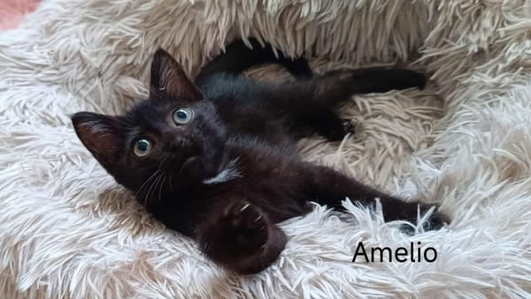 AMELIO