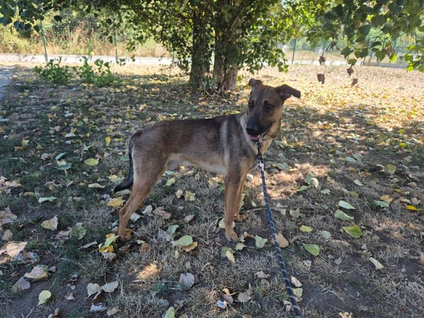COMETE (BALTO)