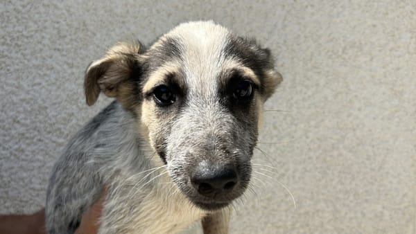 Albus (en cours d'adoption)