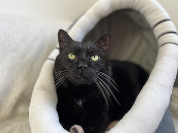 blacky