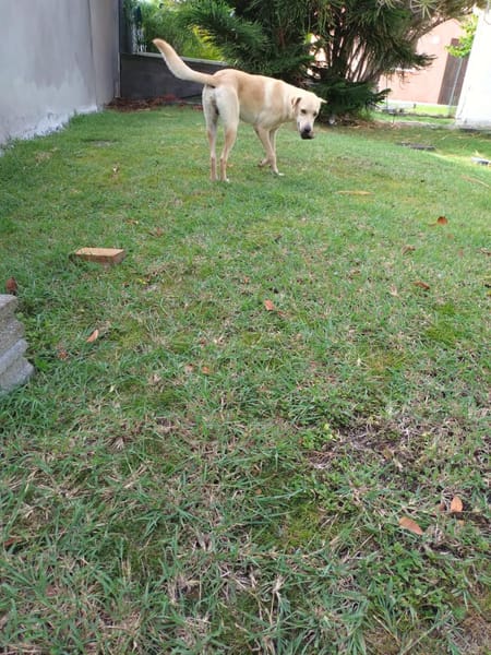 BUDY, le magnifique !
