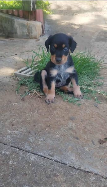 AUREA, baby girl de Gwada