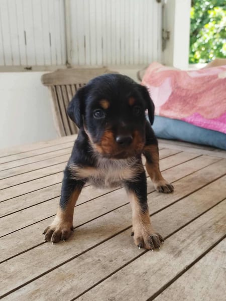AUREA, baby girl de Gwada
