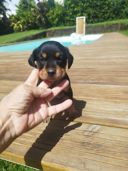 AUREA, baby girl de Gwada