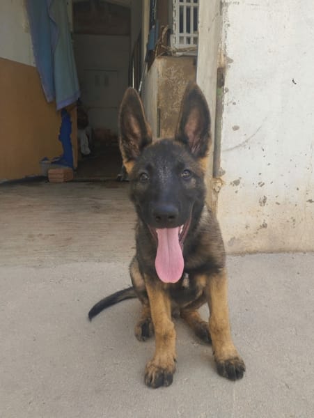 BRUNO