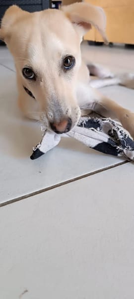 JULES, le doudou de Gwada