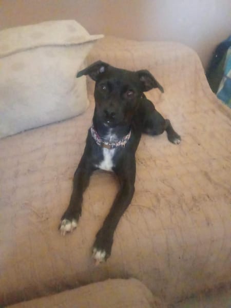 Ringo