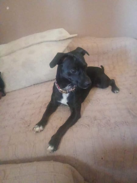 Ringo