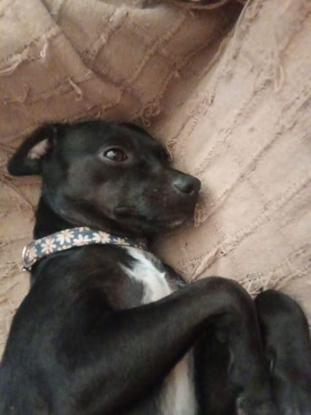Ringo