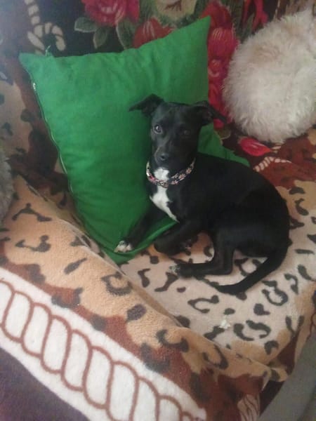 Ringo
