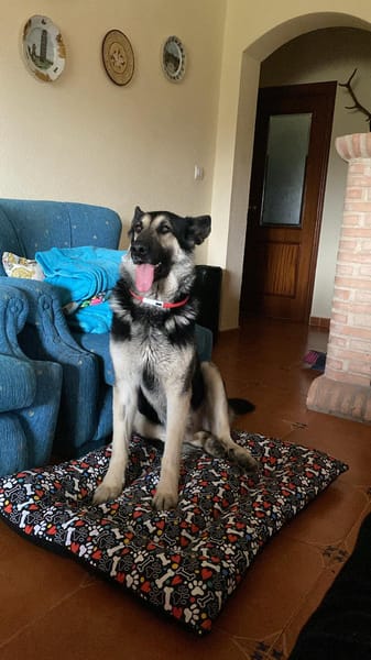 Tango