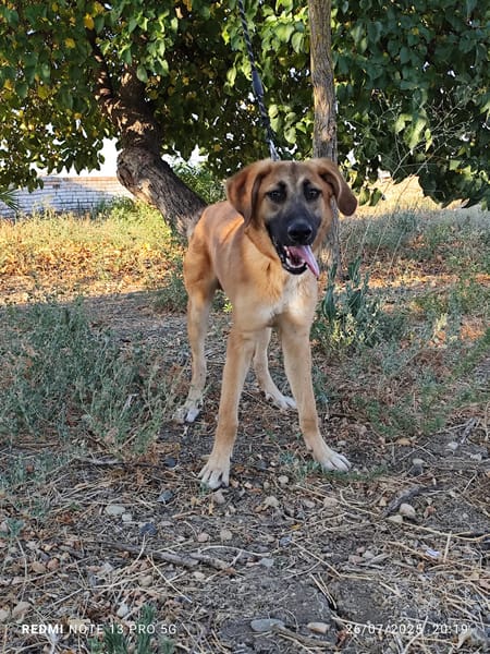 Alfio