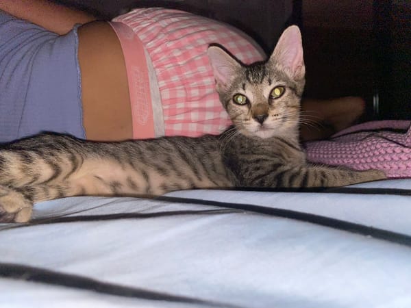 Maya