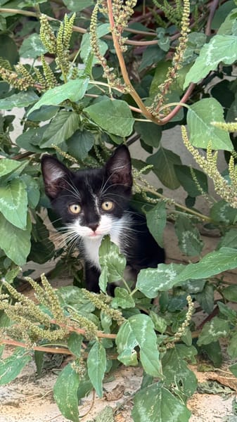 Sacha