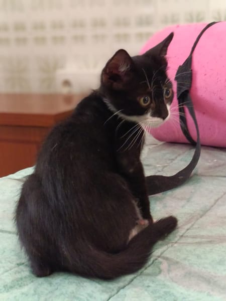 Sacha