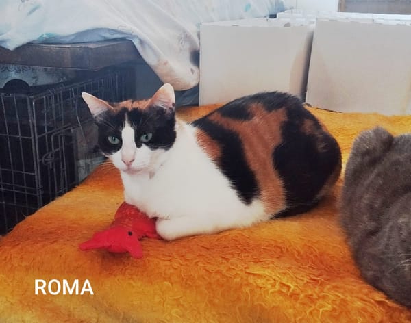 Roma