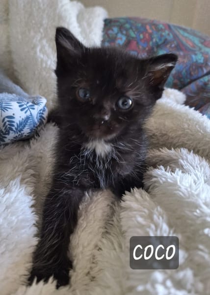 Coco