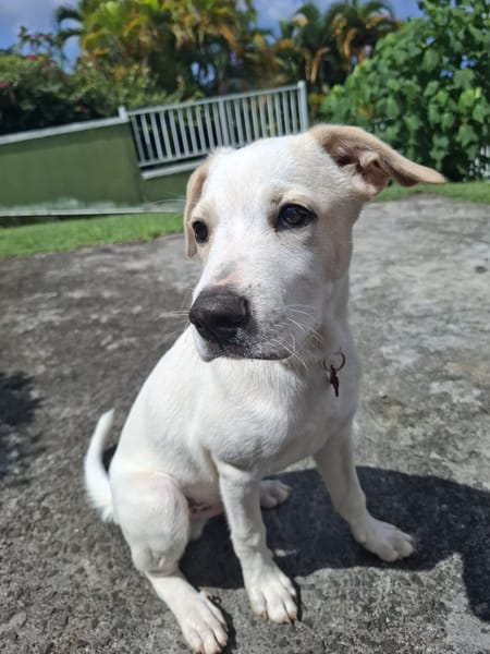 Milio, mâle croisé berger, né le 06/04/2025🐶