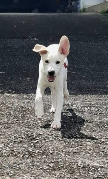 Milio, mâle croisé berger, né le 06/04/2025🐶
