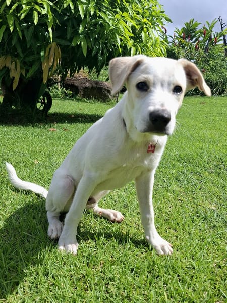 Milio, mâle croisé berger, né le 06/04/2025🐶