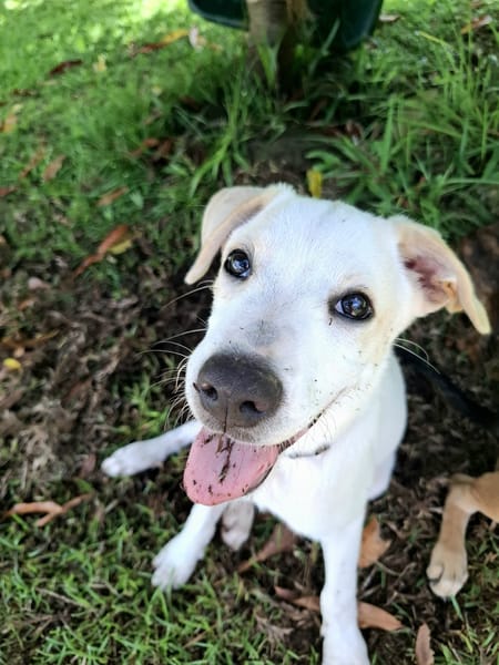 Milio, mâle croisé berger, né le 06/04/2025🐶