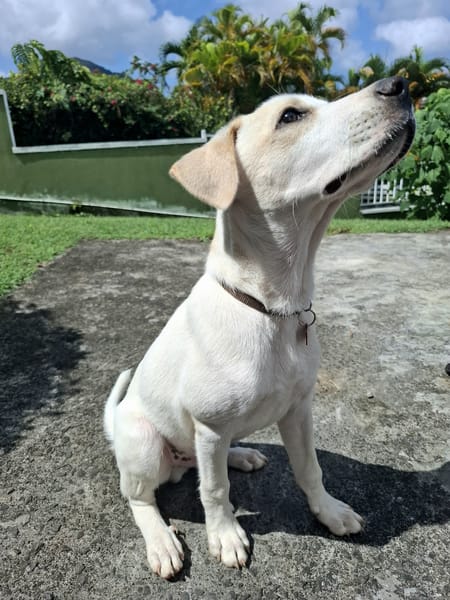 Milio, mâle croisé berger, né le 06/04/2025🐶