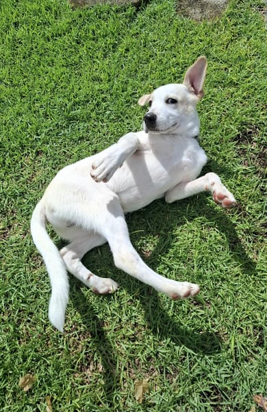 Milio, mâle croisé berger, né le 06/04/2025🐶