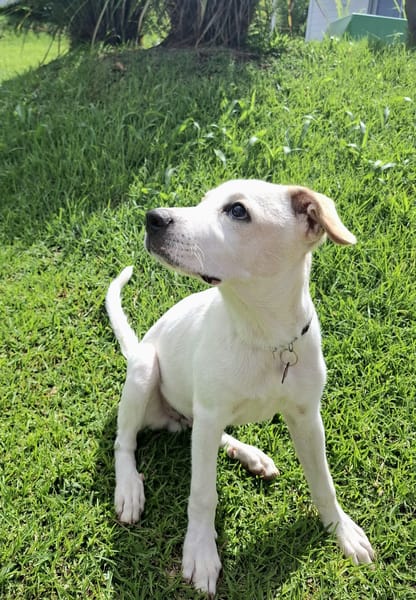 Milio, mâle croisé berger, né le 06/04/2025🐶