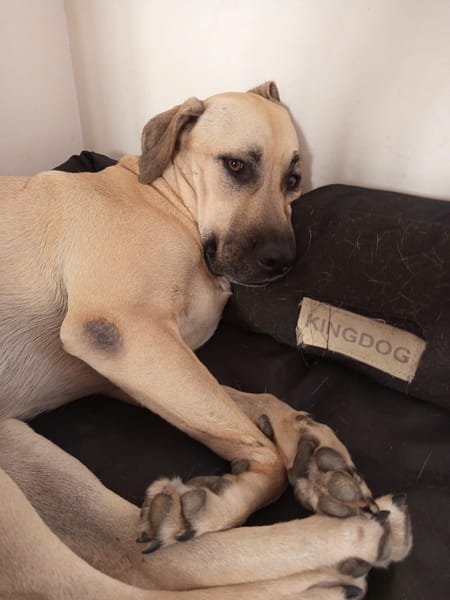 Azzu, femelle croisée Labrador, née le 01/01/2022 🐶