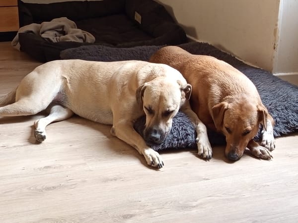 Azzu, femelle croisée Labrador, née le 01/01/2022 🐶