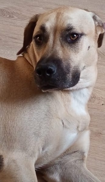 Azzu, femelle croisée Labrador, née le 01/01/2022 🐶