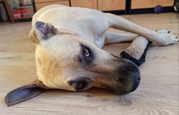 Azzu, femelle croisée Labrador, née le 01/01/2022 🐶