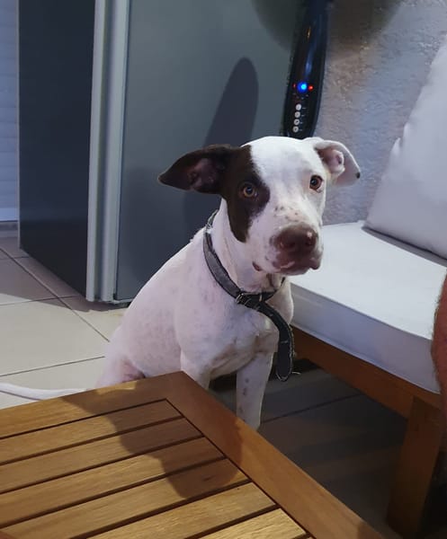 Neo, mâle croisé berger, né le 01/01/2025 🐶