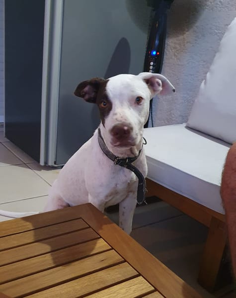 Neo, mâle croisé berger, né le 01/01/2025 🐶
