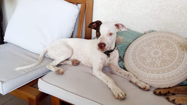 Neo, mâle croisé berger, né le 01/01/2025 🐶