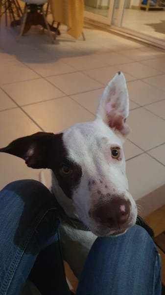 Neo, mâle croisé berger, né le 01/01/2025 🐶