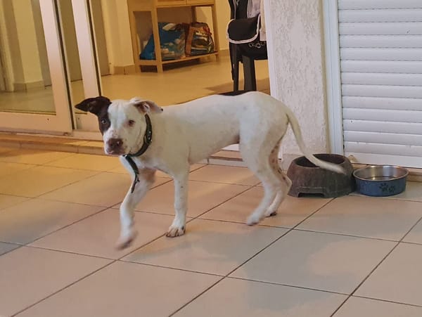 Neo, mâle croisé berger, né le 01/01/2025 🐶