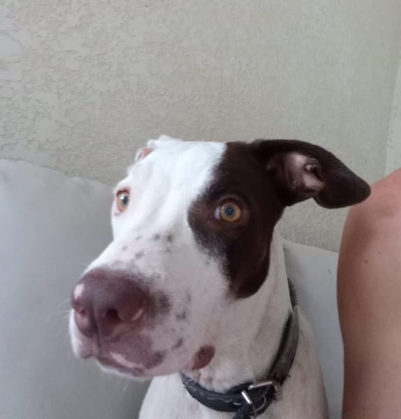 Neo, mâle croisé berger, né le 01/01/2025 🐶