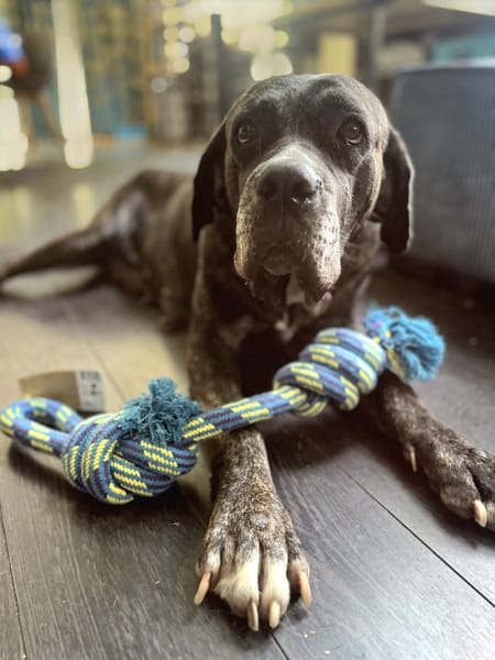 Perle, femelle, chien de cour italien, née le 24/02/2019