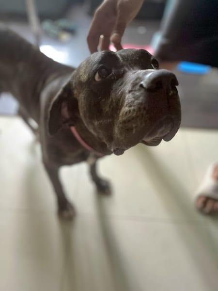 Perle, femelle, chien de cour italien, née le 24/02/2019