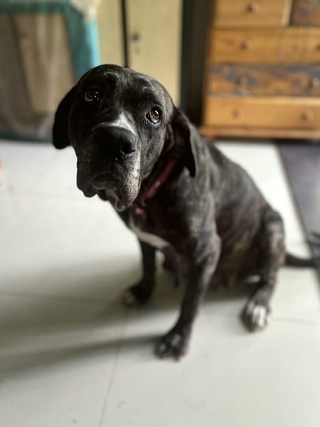 Perle, femelle, chien de cour italien, née le 24/02/2019