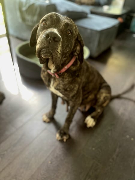 Perle, femelle, chien de cour italien, née le 24/02/2019