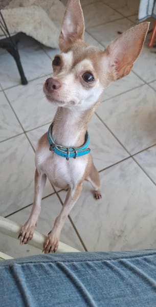 Lassie la petite câline