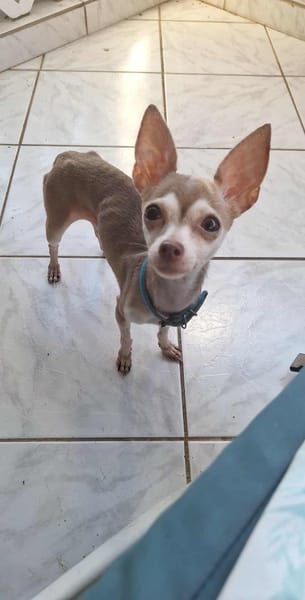 Lassie la petite câline